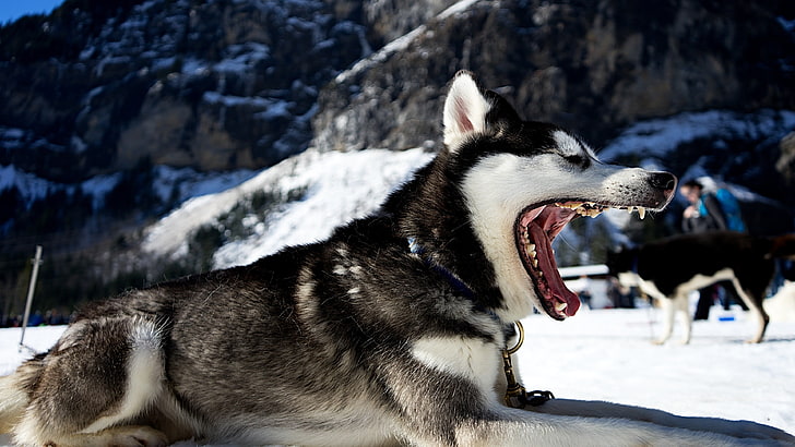 white and black wolf, Siberian Husky , animals, landscape, snow