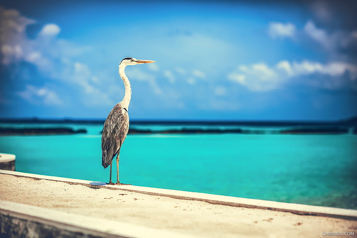 gray and white bird with long neck, birds, sea, blue, sky, animals, HD wallpaper