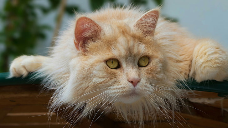 cat, eyes, whiskers, long haired cat, close up, domestic long haired cat