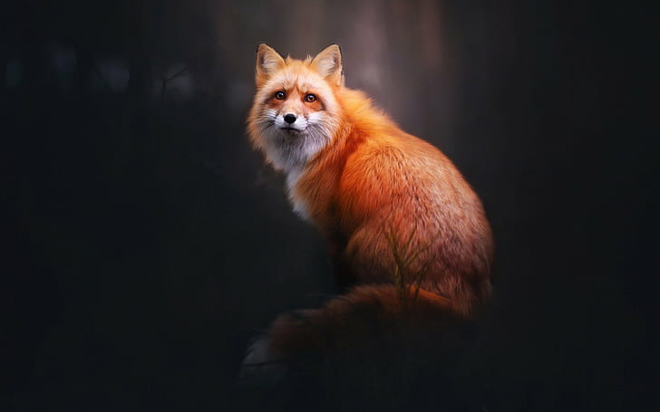animals, fox, blurred, mammals, simple background, HD wallpaper