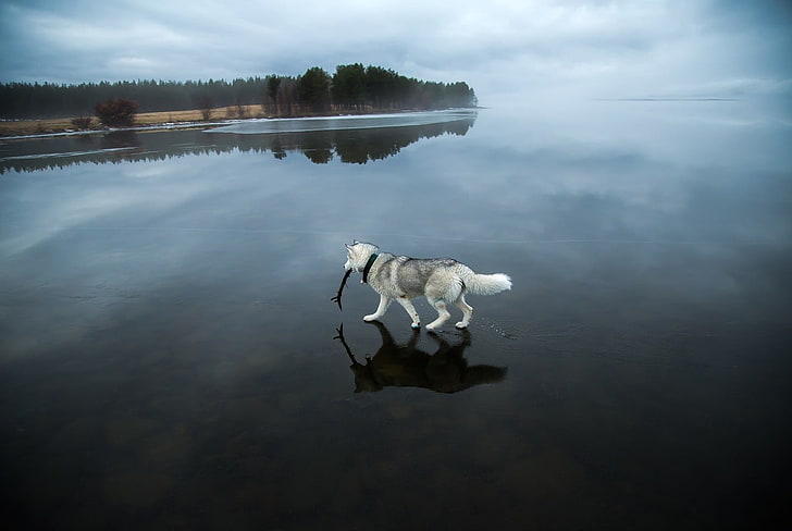 white wolf, animals, dog, Siberian Husky , lake, frozen lake, HD wallpaper