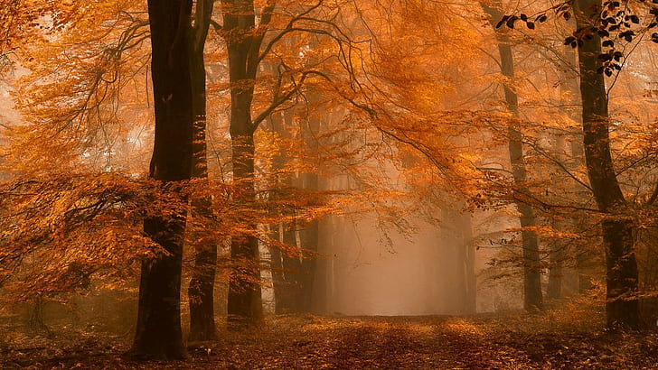 nature, landscape, fall, forest, path, mist, dirt road, amber, HD wallpaper