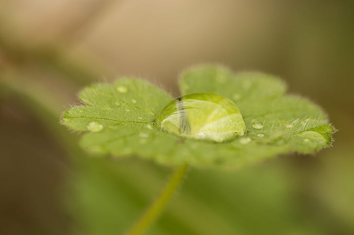 macro photography of green leaf plant with water dew, Agua, flora