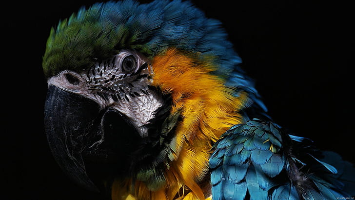 Parrot Bird HD, animals