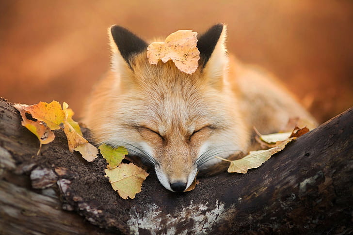 fox, animals, nature, wildlife