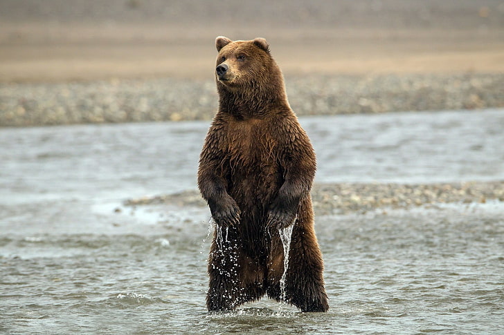 brown grizzly bear, stand, sea, wet, brown Bear, wildlife, animal
