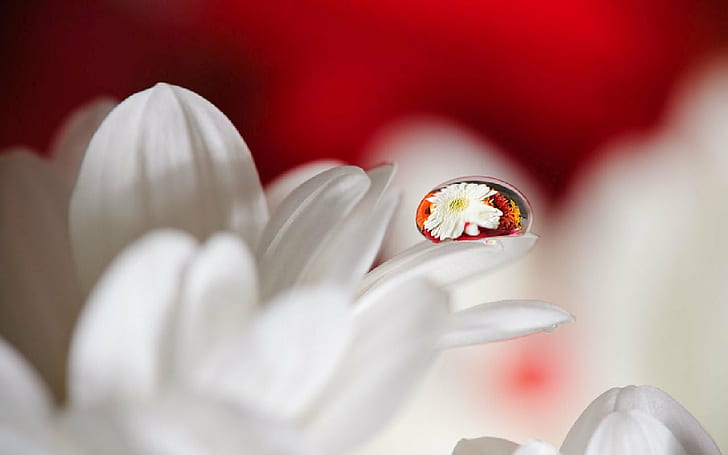 macro photography of dew drop on white petaled flower, Drops, HD wallpaper