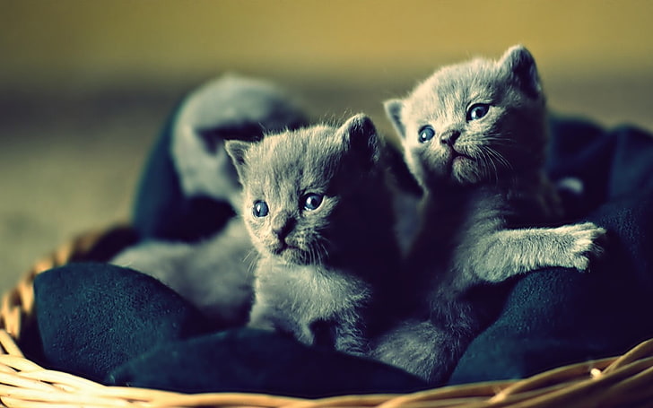 two Russian blue kittens, baby animals, cat, animal themes, group of animals, HD wallpaper