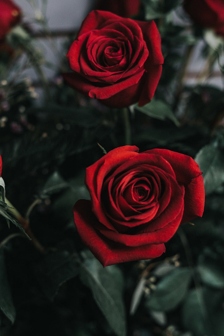 two red roses, flower, bud, rose - Flower, nature, petal, love, HD wallpaper