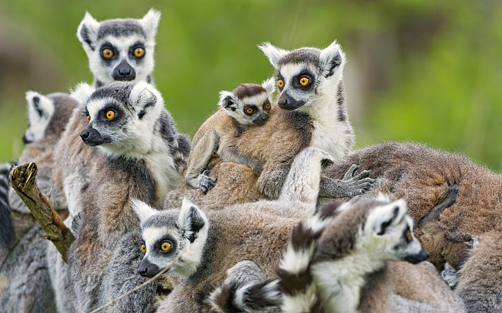 HD wallpaper: baby, family, Lemurs, Little, group of animals, animal themes  | Wallpaper Flare
