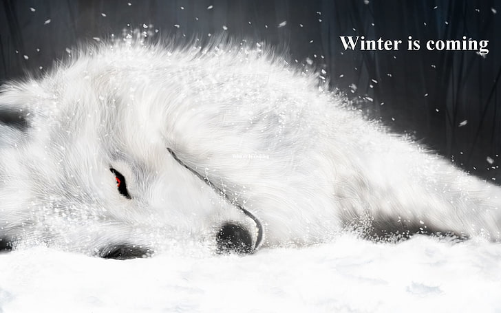 HD wallpaper: white wolf with text overlay, Anime, Wolf's Rain | Wallpaper  Flare