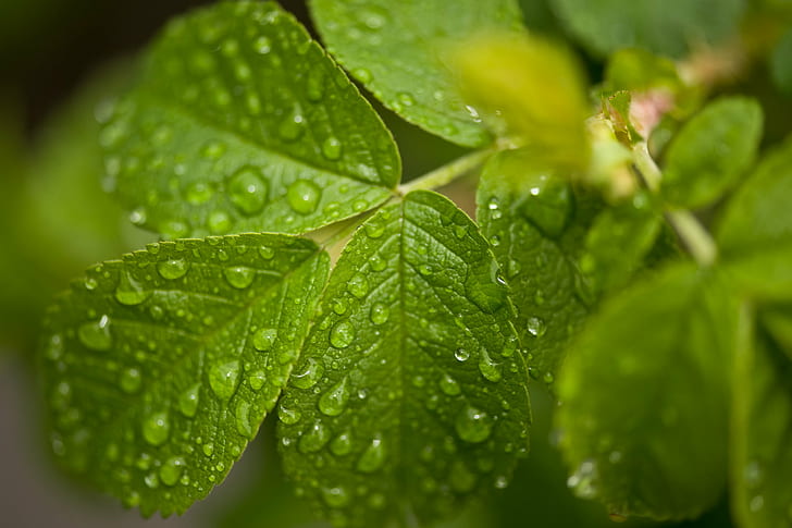 leaf with dews closeup photography, Nature, d3, macro, full  hd, HD wallpaper