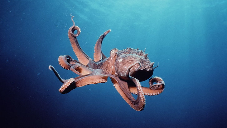 photo of octopus, animals, underwater, animal wildlife, animal themes, HD wallpaper