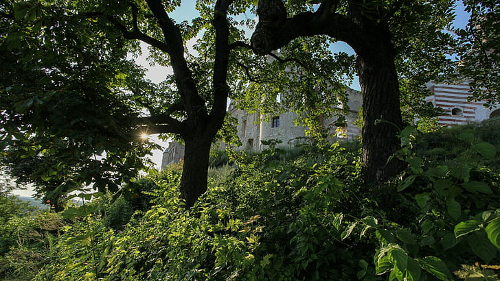janowiec castle, tree, plant, growth, green color, nature, architecture