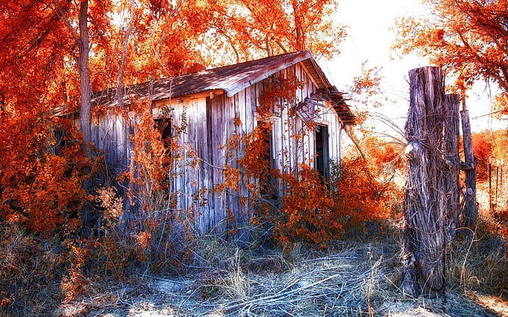 Shed Abandon Deserted Overgrowth Autumn Urban Decay HD, brown wooden cabin