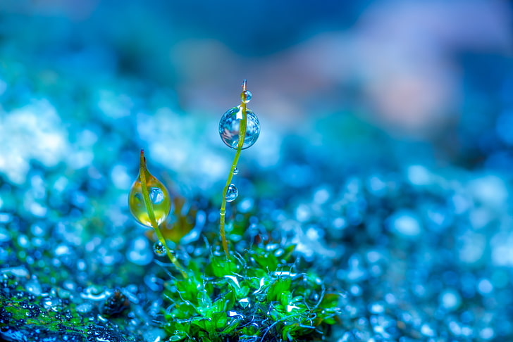 macro shot of droplets on plants, selective focus photography of green leaf grass with water drop