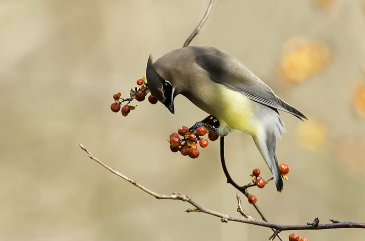 gray and yellow bird perched on brown tree branch at daytime, cedar waxwing, cedar waxwing, HD wallpaper