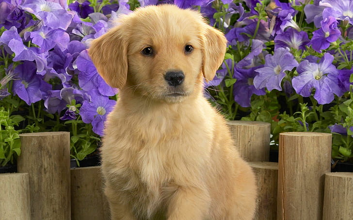 Animals, Dog, Cute, Brown Fur, Flowers, Wood, golden retriever puppy