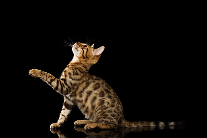 brown and black bengal cat, black background, foot, one animal, HD wallpaper