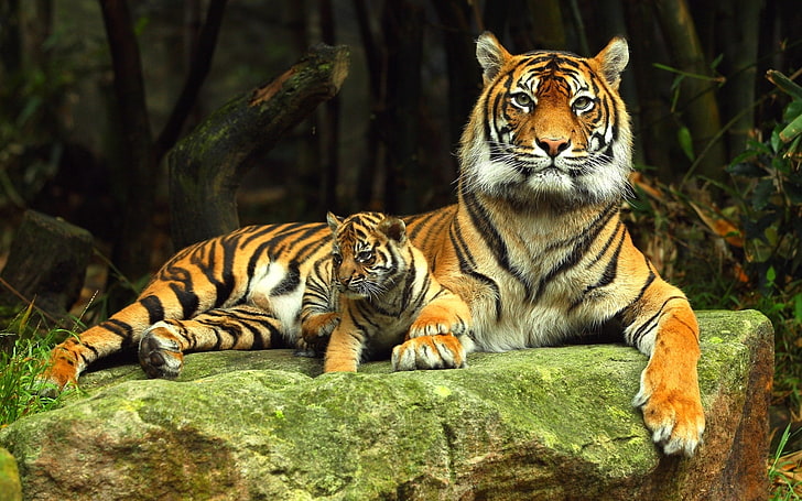 cub mother SIBERIAN MOM & CUB Animals Cats HD Art, Tigers
