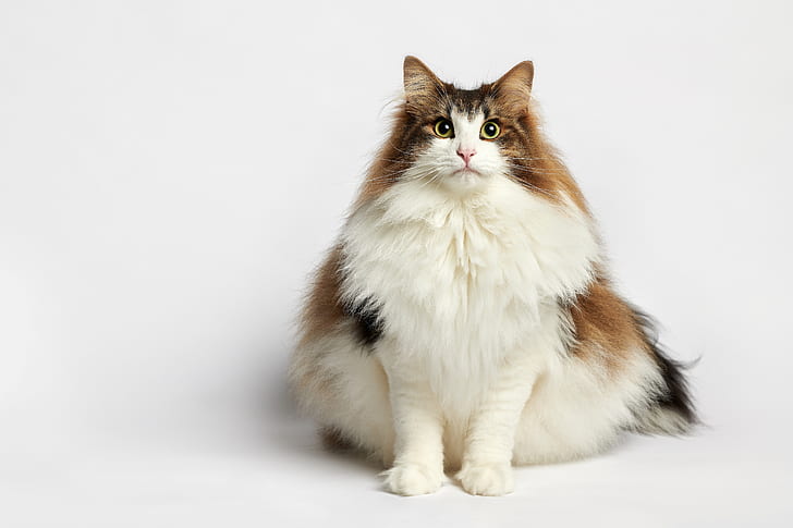 cat, portrait, white background, fluffy, Norwegian forest cat
