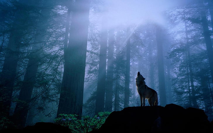 forest howling wolf wolves 1680x1050  Nature Forests HD Art, HD wallpaper