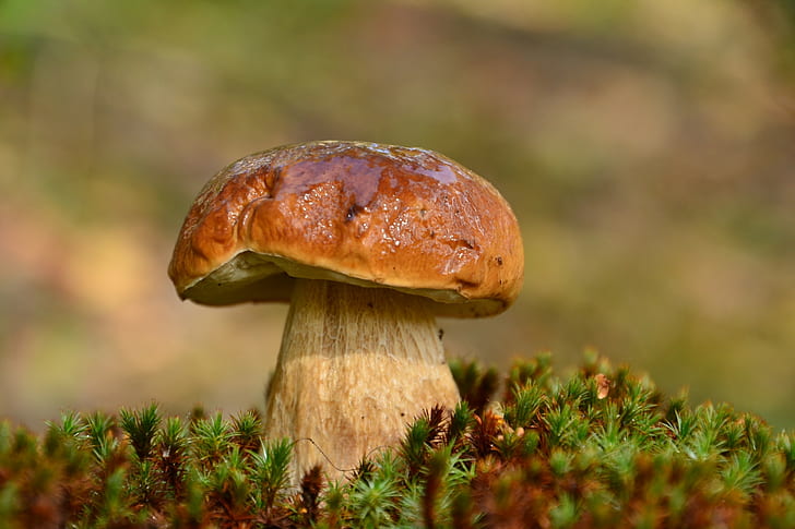 macro, mushroom, moss, HD wallpaper