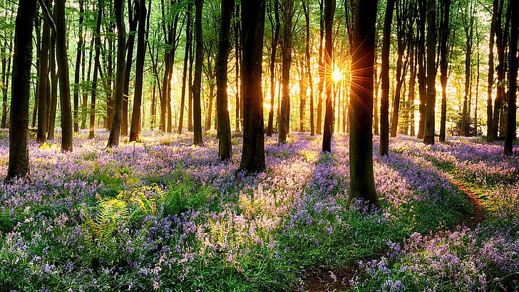 spring, grass, sunset, flowers, flowery, sunray, forest, trees, HD wallpaper
