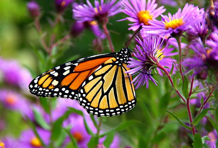 shallow focus photography of yellow, white and black butterfly on purple flowers, HD wallpaper