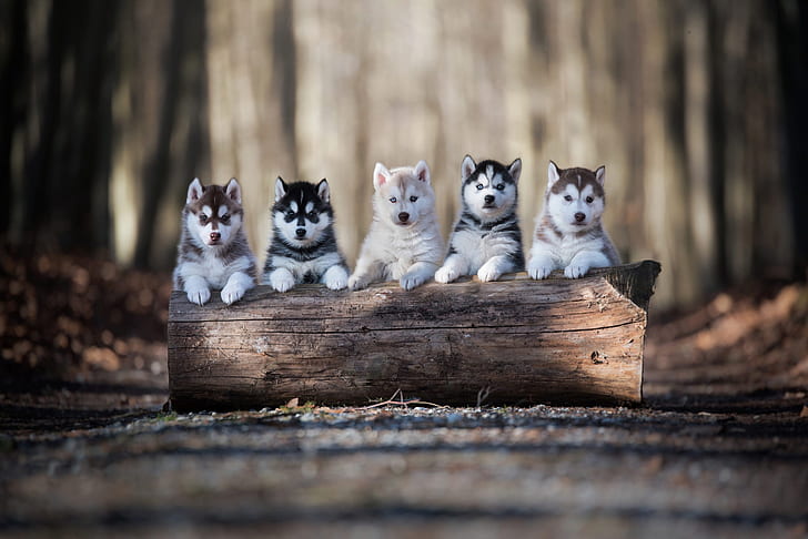 Dogs, Alaskan Malamute, Baby Animal, Puppy