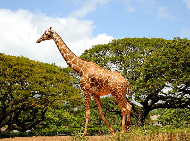 photo of Giraffe, giraffe, honolulu zoo, oahu, animal, nature, HD wallpaper