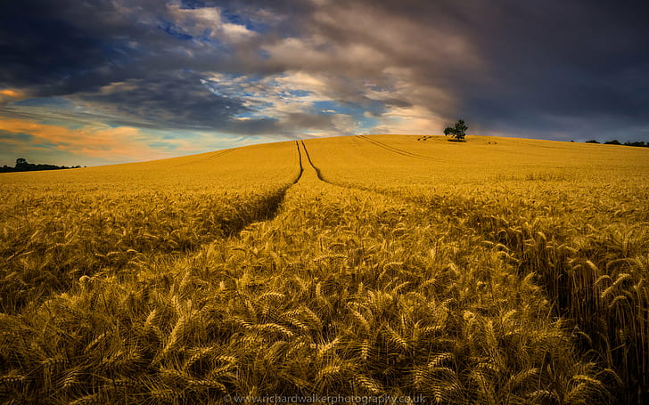 wheat field under cloudy sky, Harvest, clouds, crops, landscape photography