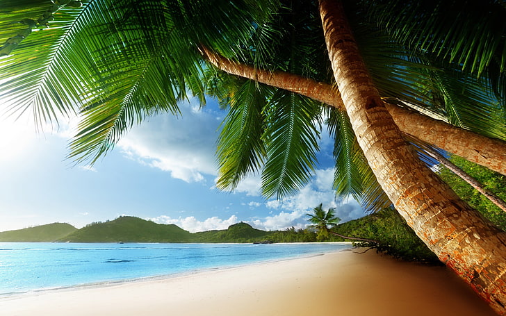 HD wallpaper: coconut tree near beach painting, sea, landscape, palm trees  | Wallpaper Flare