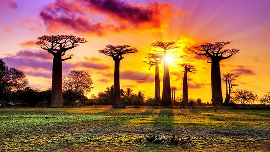 HD wallpaper: Many baobabs, sunset, Morondava, Madagascar | Wallpaper Flare