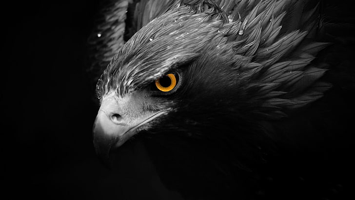 grayscale eagle wallpaper, birds, animals, selective coloring, HD wallpaper