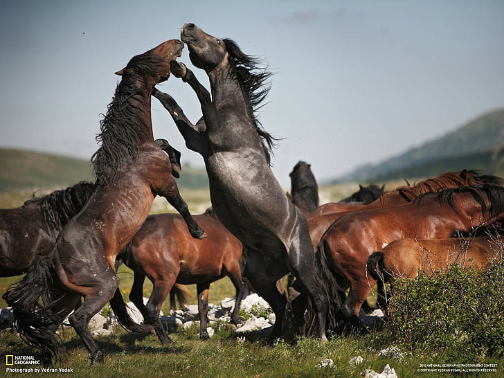 horse, nature, National Geographic, animals
