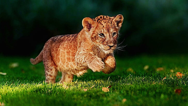 cute, cub, grass, run, blurry, HD wallpaper
