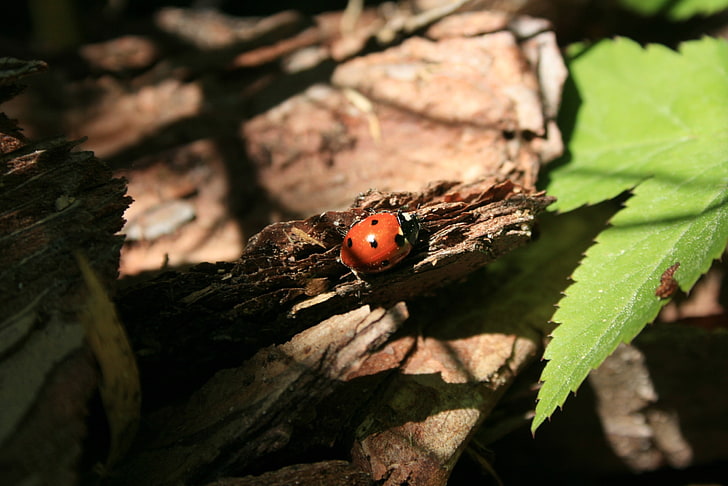 nature, ladybugs, insect, leaves, animal wildlife, animals in the wild, HD wallpaper