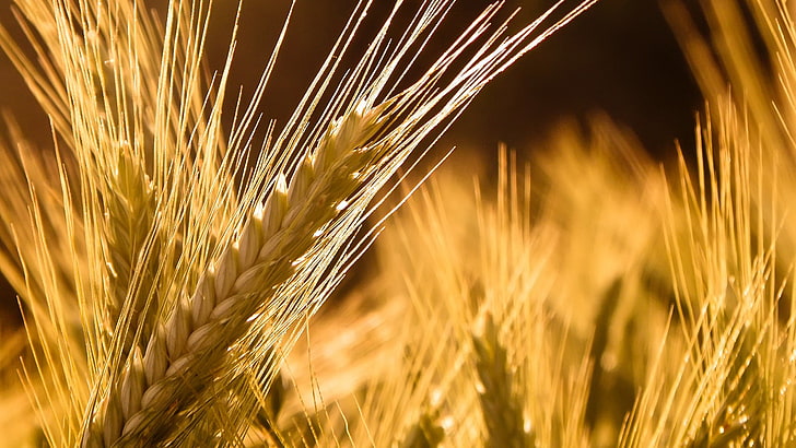 wheat in closeup photography, brown wheat selective focus photograpy, HD wallpaper