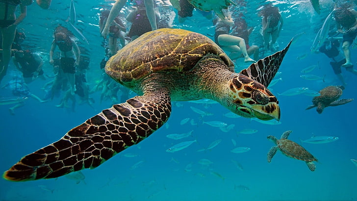 brown and yellow turtle, animals, sea, people, underwater, animal wildlife, HD wallpaper