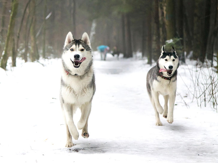 two adult white-and-black Siberian huskies, winter, language