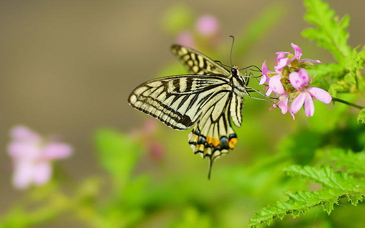 Insect Swallowtail Butterfly Scientific Name Papilio Machaon Large Colorful Butterfly In The Family Papilionidae Desktop Wallpaper Hd For Your Computer 3840×2400, HD wallpaper
