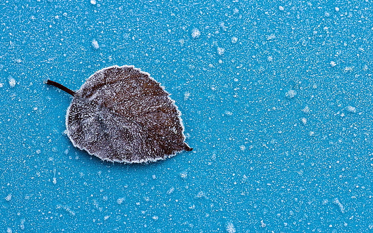 Dry leaf, frost, ice, blue background
