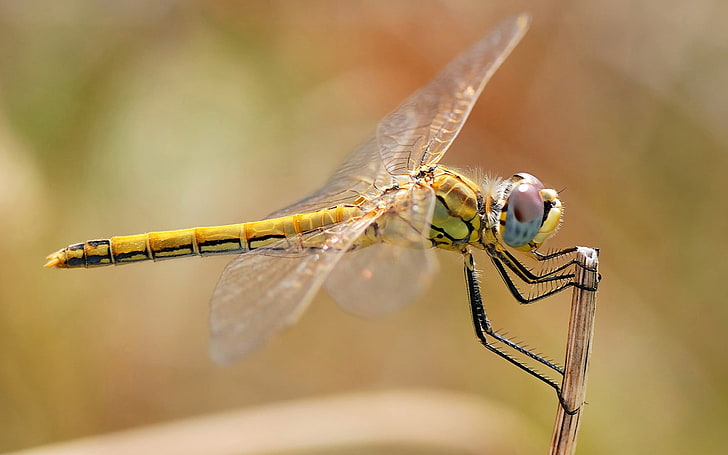 silver-colored chain necklace, dragonflies, insect, animal themes, HD wallpaper