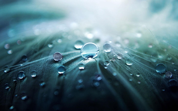 water dews, macro, water drops, blurred, nature, wet, close-up, HD wallpaper