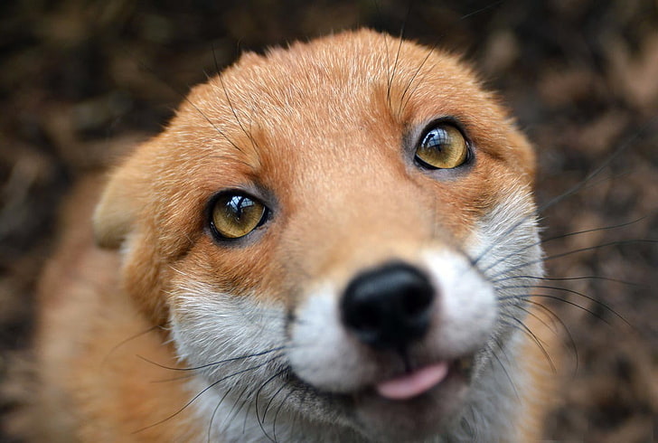 HD wallpaper: brown fox, closeup photo of fox, animals, nature, mammal,  cute | Wallpaper Flare