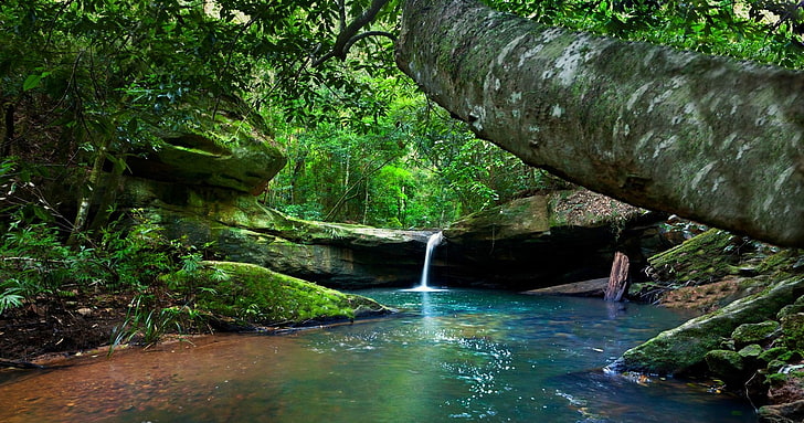 river, forest, moss, waterfall, Australia, shrubs, nature, landscape, HD wallpaper
