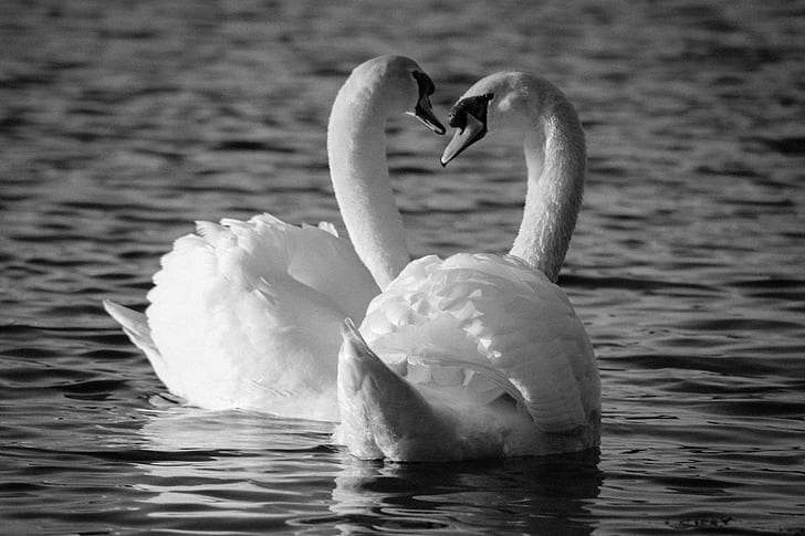 gray scale photography of two swan, mute swans, cardiff bay, mute swans, cardiff bay, HD wallpaper