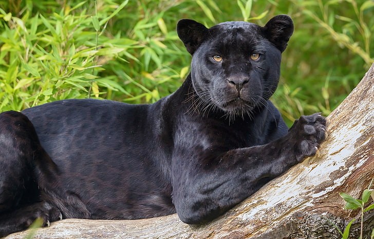 black panther, look, predator, Jaguar, wild cat, animal, mammal, HD wallpaper