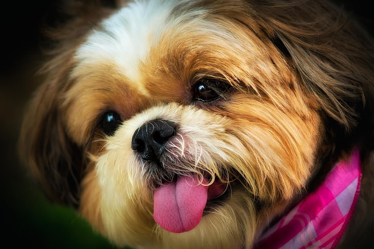 tan and white shih tzu puppy, animals, face, each, dog, one animal